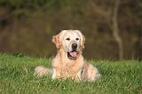 GOLDEN RETRIEVER 1057